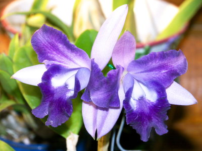 LC Cariad's Mini-Quinee 'Angel Kiss'