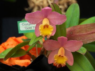 SC Chrystelle Smith 'Gold Throat'