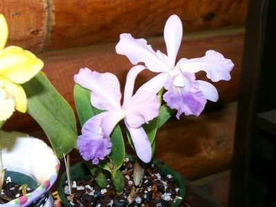 LC Floralia's Azul X C warneri v coerulea