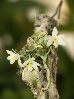Constantia cipoensis