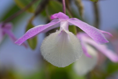 Dendrobium aphyllum #2