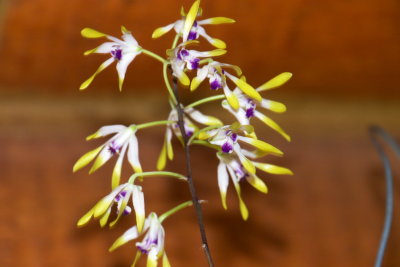 Dendrobium canaliculatum #2