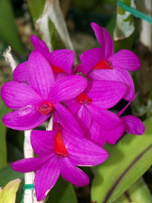 Dendrobium crepidifferum