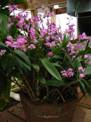 Dendrobium kingianum #1