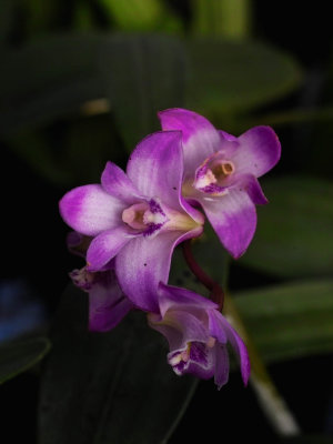 Dendrobium kingianum #1 flower