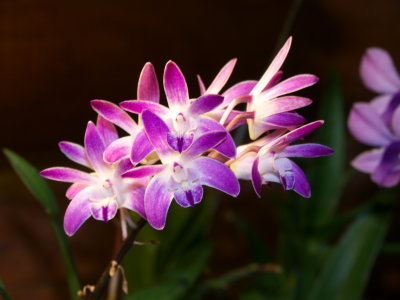 Dendrobium kingianum 'Roy Gill'