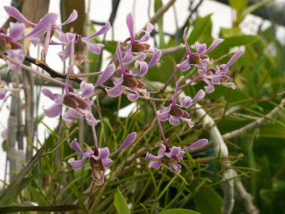 Dendrobium lineale