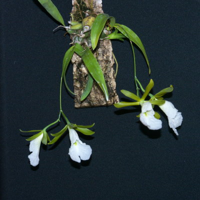 Encyclia mariae
