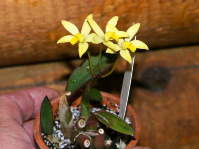 Laelia bradii