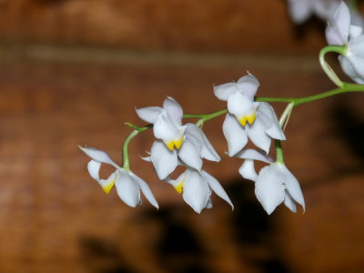 Osmoglossum puchellum