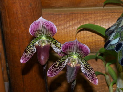 Paph (Super Suk X Raison Pie) self