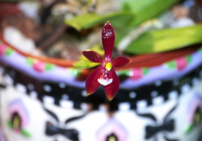 Phalaenopsis cornu-cervi v Chattaladae