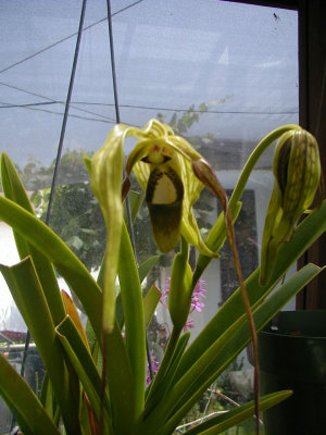 Phragmipedium caudatum