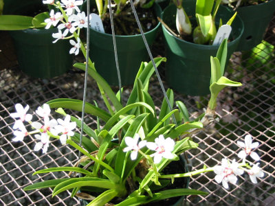 Sarcochilus hartmanii