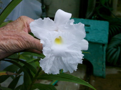 Sobralia macranth alba 'Angelica'