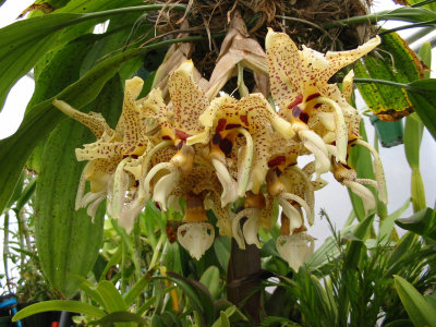 Stanhopea Spindleriana