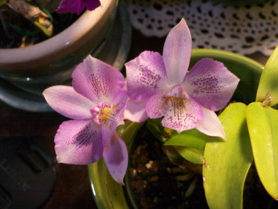 Dialaelia Chantilly Lace 'Twinkle' 