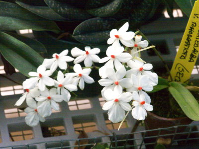 Aerangis luteo-alba v rhodisticta