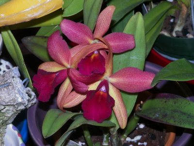 Pot Exotic Jewel 'Gemini'