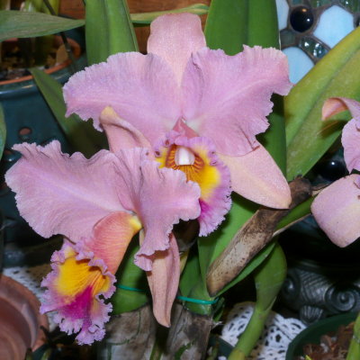 BLC George King 'Serendipity'