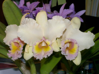 BLC George King 'Southern Cross'