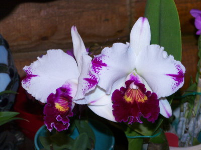 BLC Kuwale Gem 'White Sword'