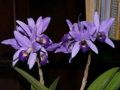 LC Wrigleyi 'Blue Lagoon'