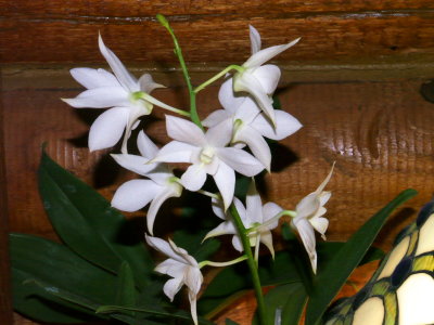 Dendrobium White Grace 'Sato'