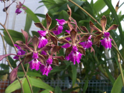 Encyclia phonecia 