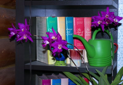 Laelia gouldiana