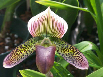 Paph (Super Suk X Raison Pie) self