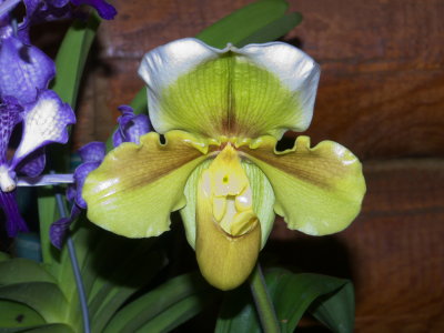 Paphiopedilum Hells Love