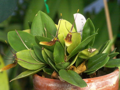 Restrepiella brachypus v striata