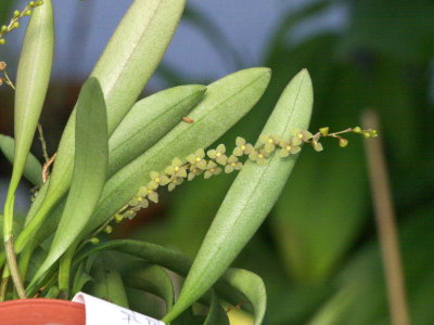 Stelis itatiayae