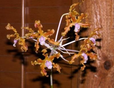 Schomburgkia moyobamba