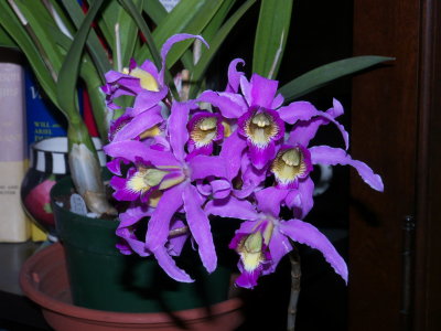 Schomburgkia superbiens #2