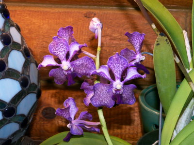 Vanda Santa Barbara Fizz