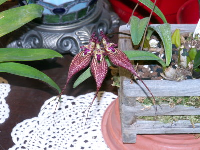 Bulbophyllum rothschildianum 'Red Chimney'
