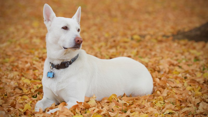 Holly Dog : White German Shepherd