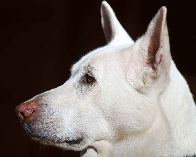 Holly : White German Shepherd : Portrait