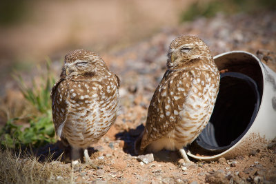 Zanjero Park : Burrowing Owls