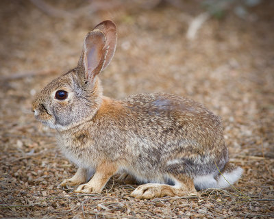 Riparian Preserve : I like bunnies rabbits