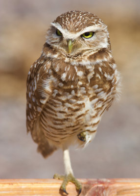 Zanjero Park : Burrowing Owl