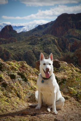 Apache Trail : Holly : White German Shepherd