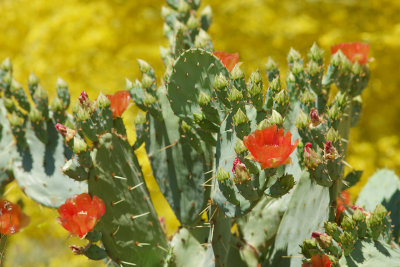 Prickly Pear contrasted with Palo Verde : Veterans Oasis