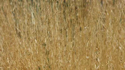 Zanjero Park : Grass seeds