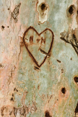 A Tree with Romance : Scottsdale