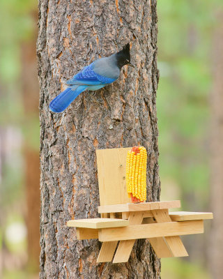 Blue Jay : View 0