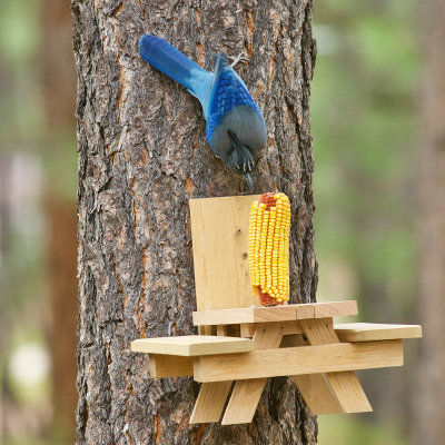 Blue Jay : View 0