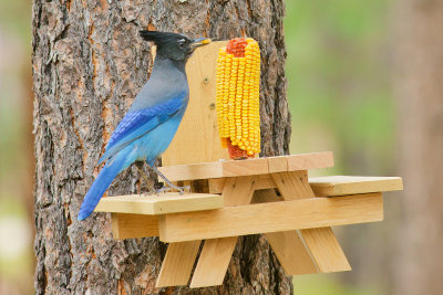Blue Jay : View 2